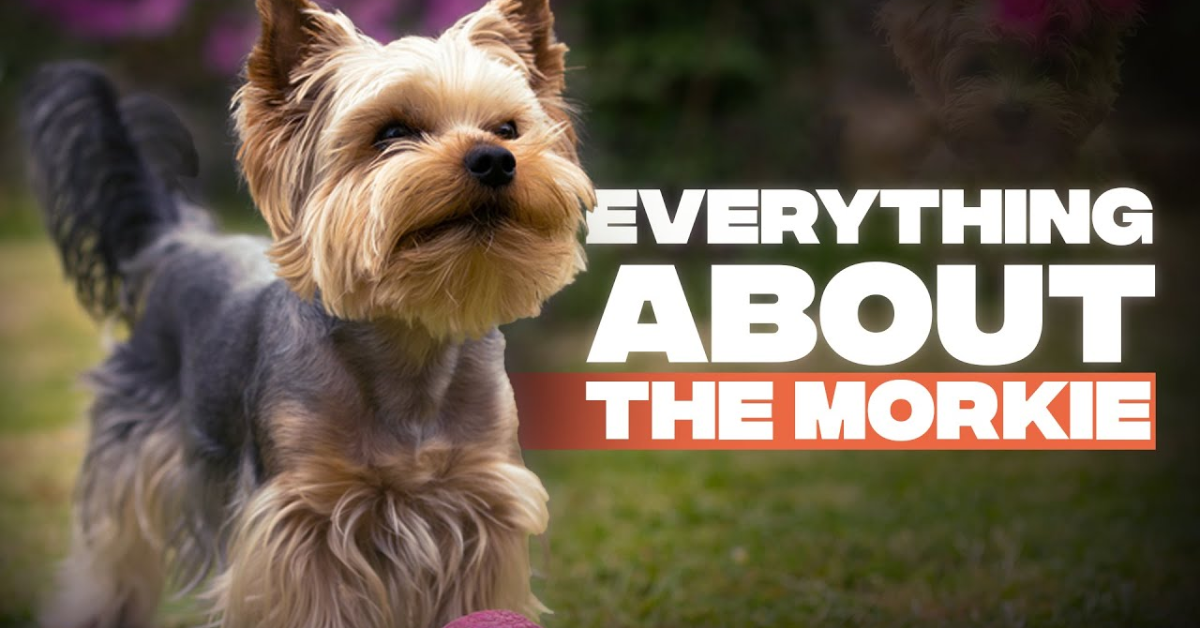 Morkie