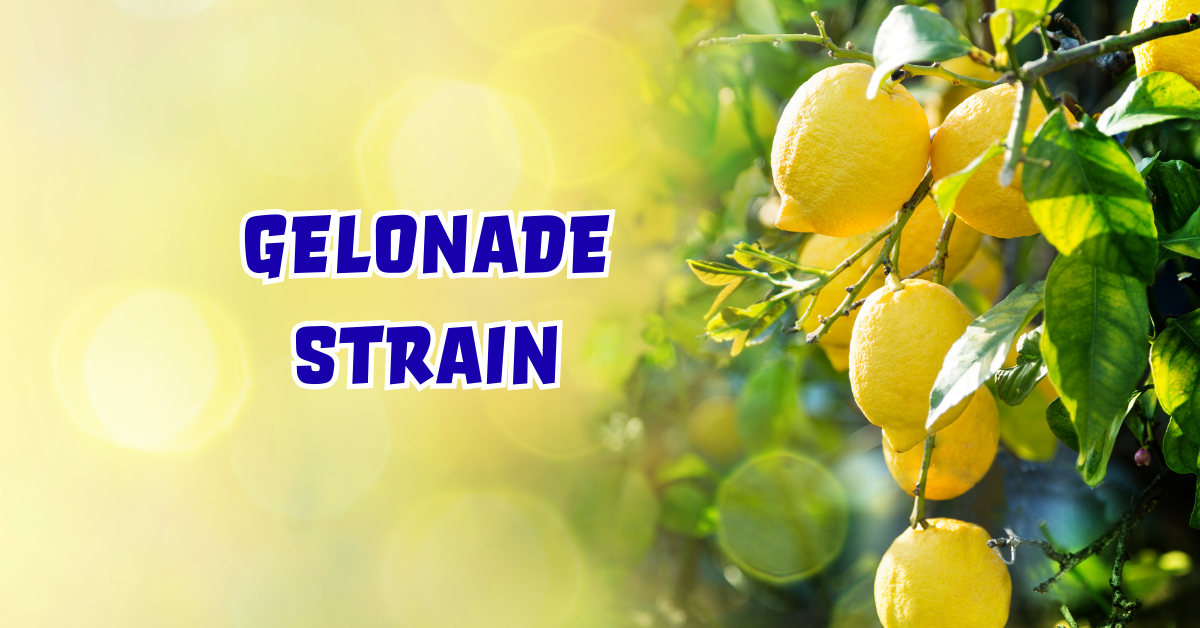 Gelonade Strain