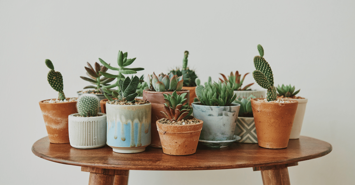 succulent