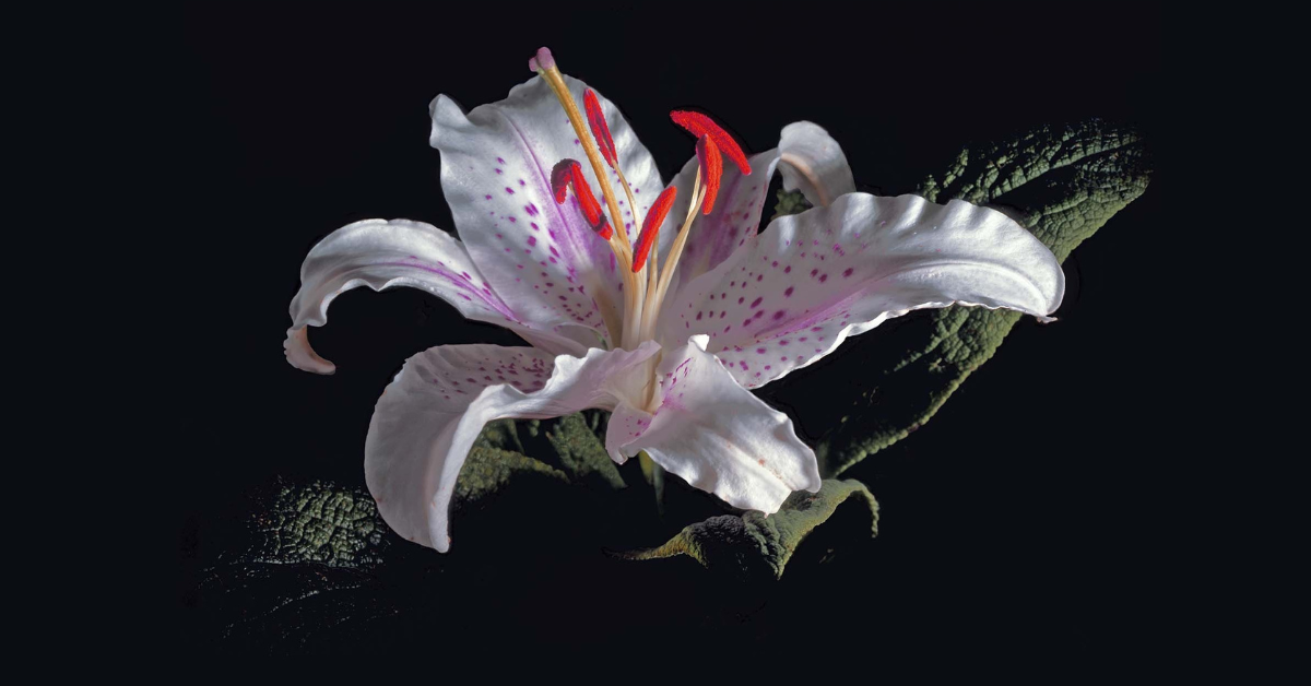 Lillienu