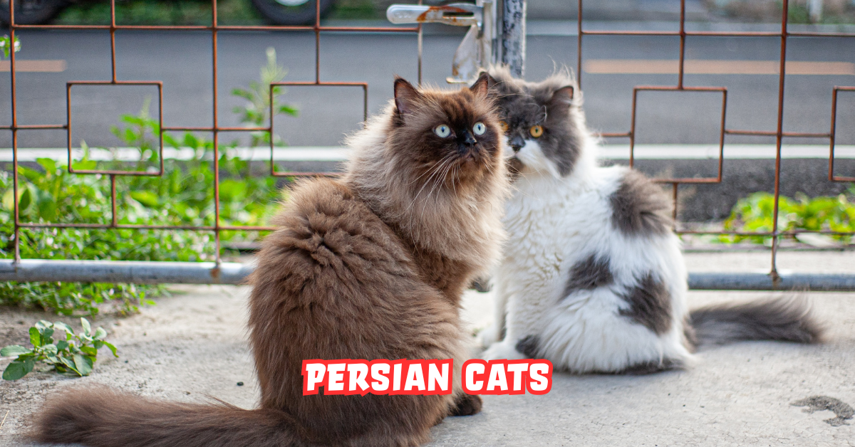 Persian Cattery